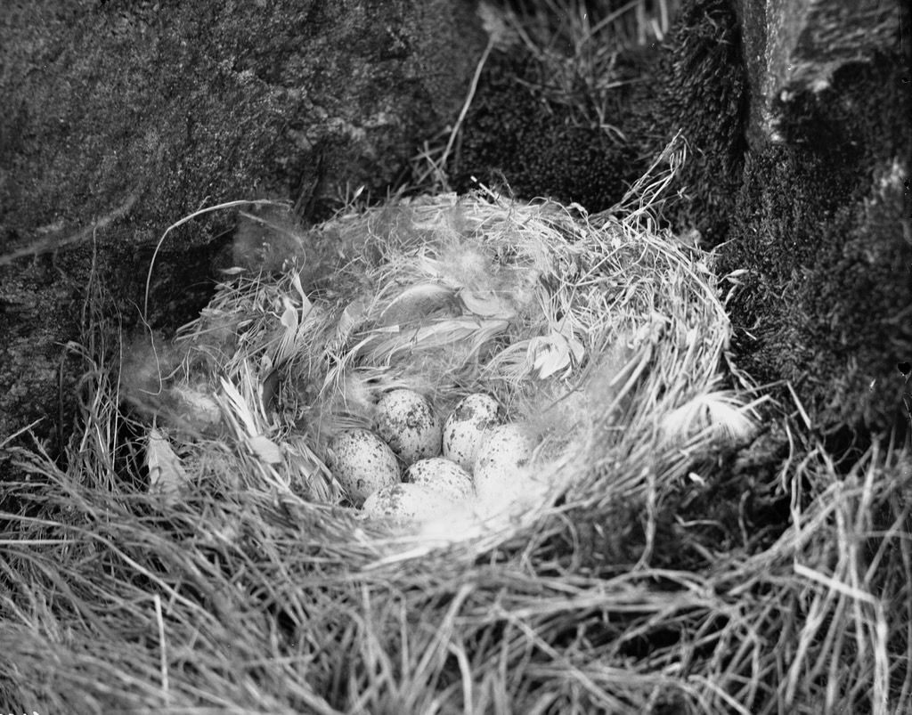 Nest and eggs of snow bunting, rock removed from above nest to permit photographing, June 24, 1926 by Joseph Dewey Soper - Canadian Museum of History is licensed under CC BY-SA 4.0